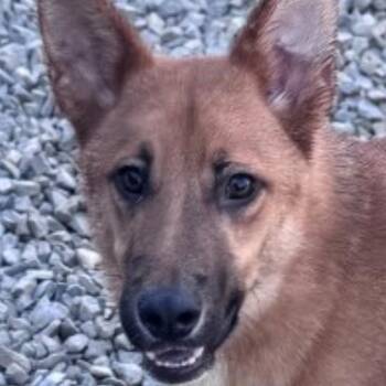 Rescue Belgian Shepherd Malinois and German Shepherd Dog Dogs for Adoption in Chuckey, Tennessee - Kovu | PetCurious