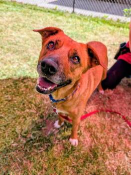 Nellie -  Shepherd Dog for Adoption in Vancouver, Washington - Nellie | PetCurious