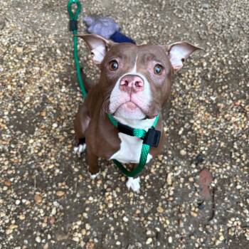 Rescue Mixed Breed Dogs for Adoption in Philadelphia, Pennsylvania - Mabeline | PetCurious