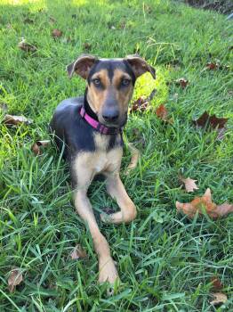 Zoey -  Black And Tan Coonhound and Miniature Pinscher Dog for Adoption in Dickinson, Texas - Zoey | PetCurious