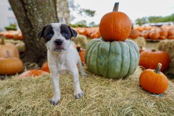 Flute -  Labrador Retriever Dog for Adoption in San Antonio, Texas - Flute | PetCurious