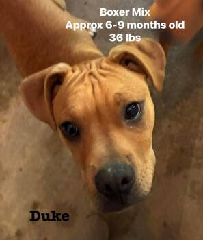 Boxer Dogs Available for Adoption in Seth, West Virginia - Duke | PetCurious
