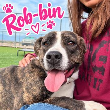 Rob-bin -  Pit Bull Terrier and Labrador Retriever Dog for Adoption in Truth Or Consequences, New Mexico - Rob-bin | PetCurious