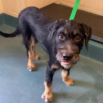 LULU -  Mixed Breed Dog for Adoption in Memphis, Tennessee - LULU | PetCurious