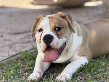 Bulldog Dogs Available for Adoption - Dennis | PetCurious