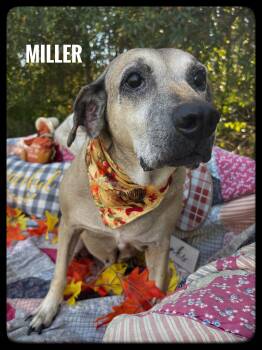 Rescue Black Mouth Cur Dogs for Adoption in Sebring, Florida - Miller | PetCurious