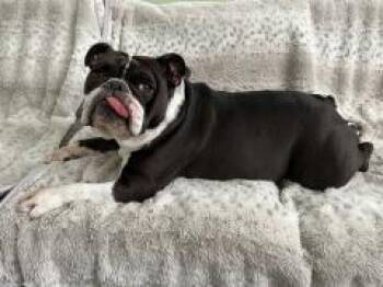 Stella -  Bulldog Dog for Adoption in Stony Brook, New York - Stella | PetCurious