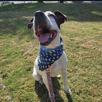 Molly 5745 -  Mixed Breed Dog for Adoption in Columbus, Georgia - Molly 5745 | PetCurious