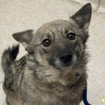 Nanook -  Mixed Breed Dog for Adoption in Murray, Utah - Nanook | PetCurious