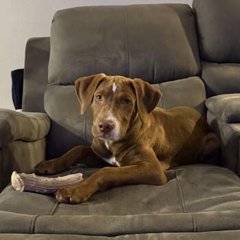 Vice principle -  Chocolate Labrador Retriever Dog for Adoption in Evergreen, Colorado - Vice Principle | PetCurious