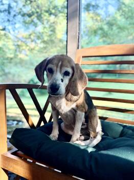Liberty -  Beagle Dog for Adoption in Lockport, New York - Liberty | PetCurious