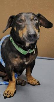 Doc -  Dachshund and Mixed Breed Dog for Adoption in Eugene, Oregon - Doc | PetCurious