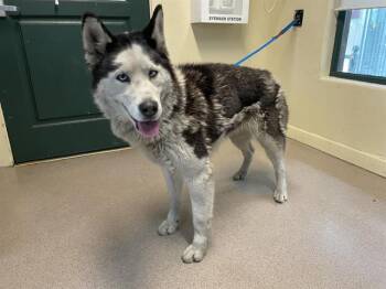 Siberian Husky and Mixed Breed Dogs Available for Adoption - A527514 | PetCurious