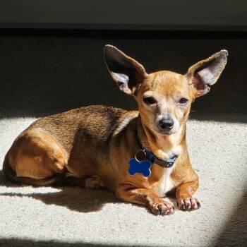 Chiweenie Dogs Available for Adoption in Covington, Washington - Sabine | PetCurious
