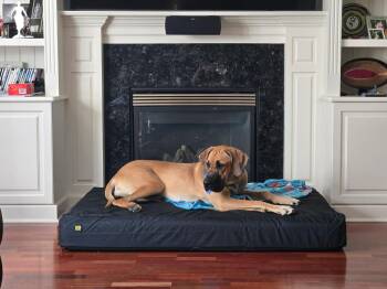 Great Dane Dogs Available for Adoption in New Baltimore, Michigan - Daisy | PetCurious