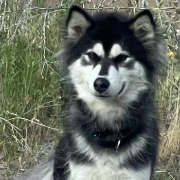 Lobo -  Mixed Breed Dog for Adoption in Hemet, California - Lobo | PetCurious