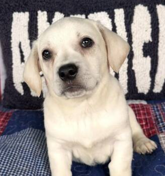 Labrador Retriever and Dachshund Dogs Available for Adoption in Washington, District Of Columbia - Babe Remy | PetCurious