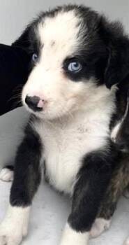 A657916 -  Australian Shepherd Dog for Adoption in Houston, Texas - A657916 | PetCurious