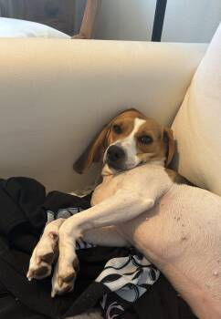 Gertie -  Beagle Dog for Adoption in Kent, Washington - Gertie | PetCurious