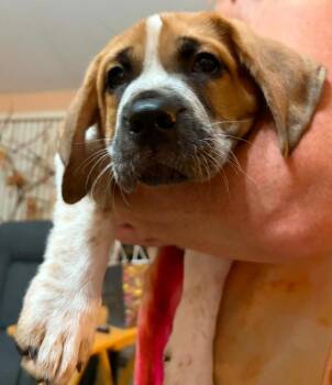Snickers -  Saint Bernard Dog for Adoption in Warren, Michigan - Snickers | PetCurious