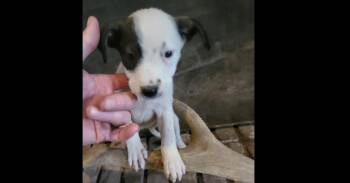 Mixed Breed Dogs Available for Adoption in Dallas, Texas - Nevada Pups: Siyah | PetCurious