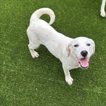 Labrador Retriever Dogs Available for Adoption - Sage | PetCurious
