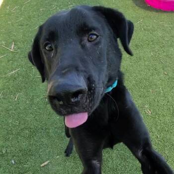 Rescue Black Labrador Retriever Dogs for Adoption in Galveston, Texas - Jett | PetCurious