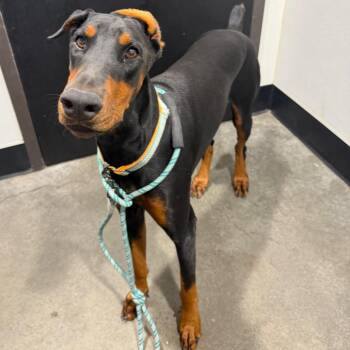 Libby (Lady) -  Doberman Pinscher Dog for Adoption in Tampa, Florida - Libby (Lady) | PetCurious