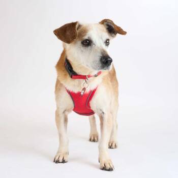 Butch 14177 -  Beagle and Dachshund Dog for Adoption in San Francisco, California - Butch 14177 | PetCurious