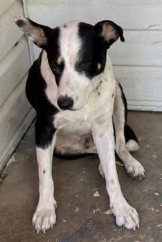 SAMMY -  Mixed Breed Dog for Adoption in Dallas, Texas - SAMMY | PetCurious