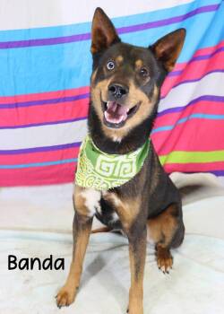Max -  Shepherd and Husky Dog Available for Adoption in Gautier, Mississippi - Max | PetCurious