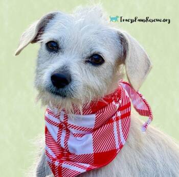 Rescue Terrier Dogs for Adoption in Hondo, Texas - Natalie — A Gentle Little Lady With A Mohawk And A Big Heart | PetCurious