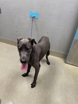 Great Dane Dogs Available for Adoption - BRODDIE | PetCurious