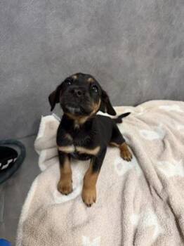 Batman -  Rottweiler and Mixed Breed Dog for Adoption in Morton Grove, Illinois - Batman | PetCurious