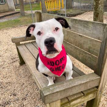 Jackie -  Pit Bull Terrier Dog for Adoption in Newark, New Jersey - Jackie | PetCurious
