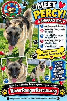 Percy -  German Shepherd Dog Dog for Adoption in Wrightwood, California - Percy | PetCurious