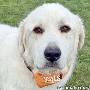 Tommy Boy in OH - Gentle, Calm & Quiet -  Great Pyrenees Dog for Adoption in Beacon, New York - Tommy Boy In OH - Gentle, Calm & Quiet | PetCurious