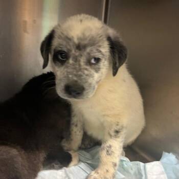 Butter -  Mixed Breed Dog for Adoption in Corbin, Kentucky - Butter | PetCurious