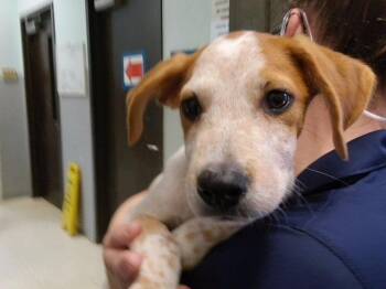 GOPHER -  Australian Cattle Dog Blue Heeler Dog for Adoption in Tulsa, Oklahoma - GOPHER | PetCurious