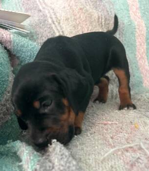 Amy - Puppy of Pennie -  Irish Setter Dog for Adoption in Osteen, Florida - Amy - Puppy Of Pennie | PetCurious