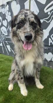 Brodie -  Australian Shepherd Dog for Adoption in New York, New York - Brodie | PetCurious