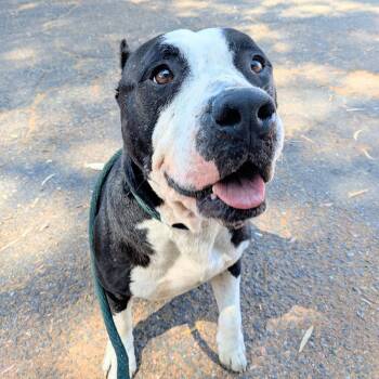 Roddy -  Pit Bull Terrier Dog for Adoption in Oakland, California - Roddy | PetCurious