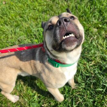 Boca -  Mixed Breed Dog Available for Adoption in Binghamton, New York - Boca | PetCurious