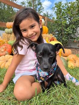 Rex Hollywood -  Chihuahua and Pug Dog for Adoption in Friendswood, Texas - Rex Hollywood | PetCurious