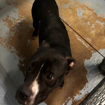 Rescue Mixed Breed Dogs for Adoption in Gadsden, Alabama - ELM 11 | PetCurious