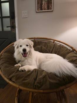 Millie/Valentina -  Samoyed Dog for Adoption in Milwaukee, Wisconsin - Millie/Valentina | PetCurious