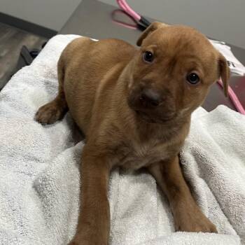 Marge -  Rottweiler and Mixed Breed Dog for Adoption in Richmond Hill, Georgia - Marge | PetCurious