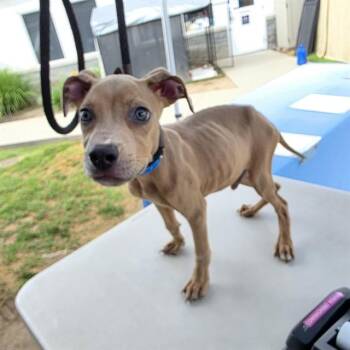 SPRINGSTEEN -  Pit Bull Terrier Dog for Adoption in Long Beach, California - SPRINGSTEEN | PetCurious