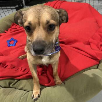 Chihuahua Dogs Available for Adoption in Dallas, Texas - Robyn | PetCurious