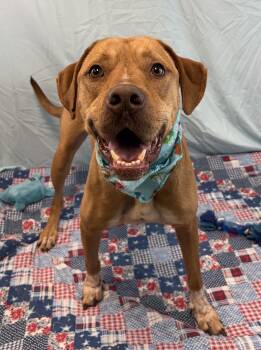 Pit Bull Terrier Dogs Available for Adoption in Eagle, Idaho - Jack --- Courtesy Post. Out Of Town Pet. See Below For Details - | PetCurious